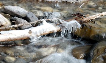 Iced Branch